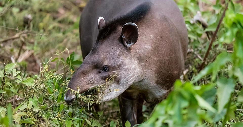 Animaux sauvages de la jungle