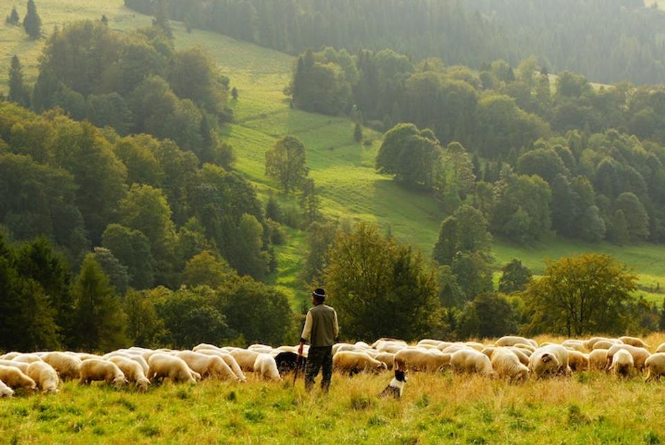 Berger tradition France.jpg