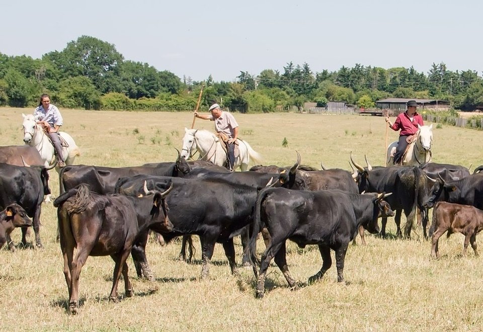 Camargue gardian.jpg