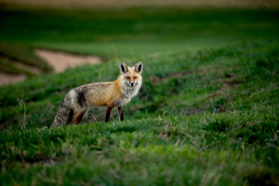 Photo animaliere.jpg