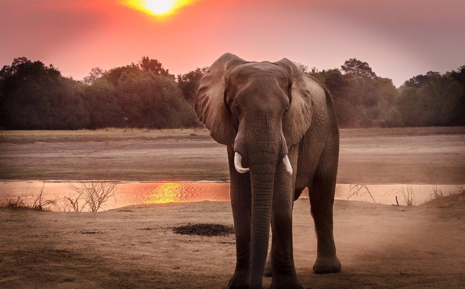 beautiful-dawn-elephant-1054655.jpg