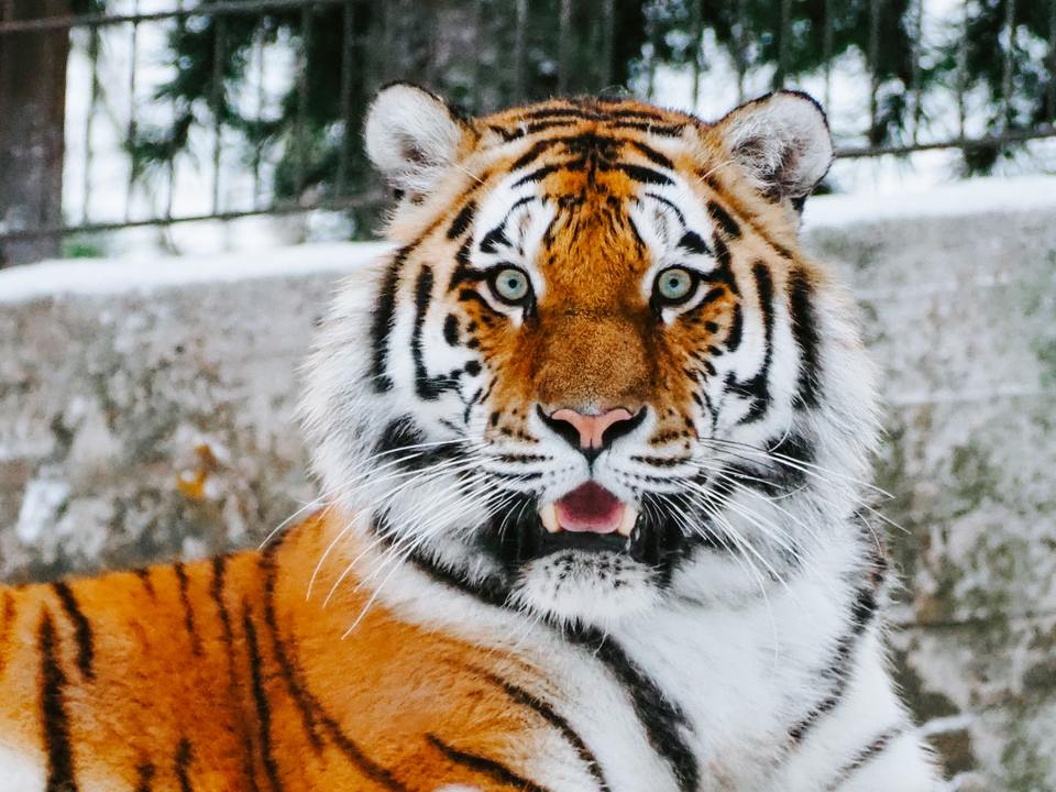 Le coton-tige, une espèce en voie de disparition? - Charente Libre.fr