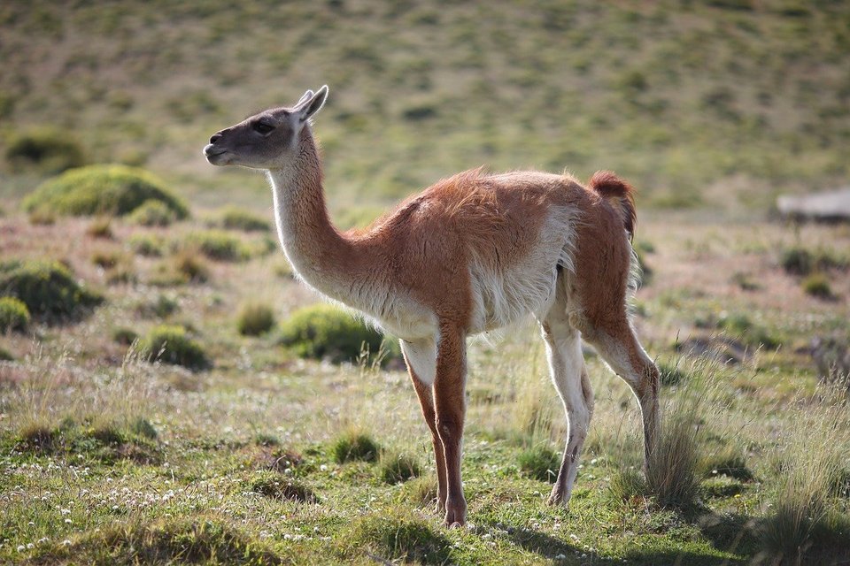 Les lamas,alpagas,et vigognes, Animaux typiques du Pérou