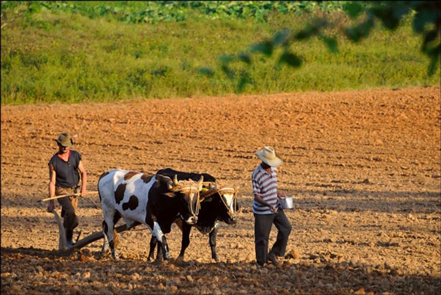 farmers in cuba