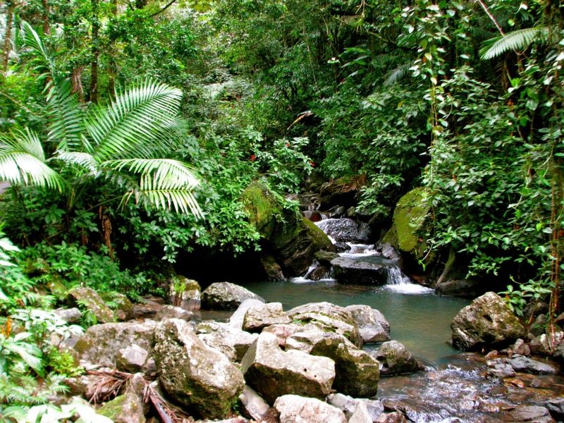 El Yunque is one of the Best Places to Visit in Puerto Rico