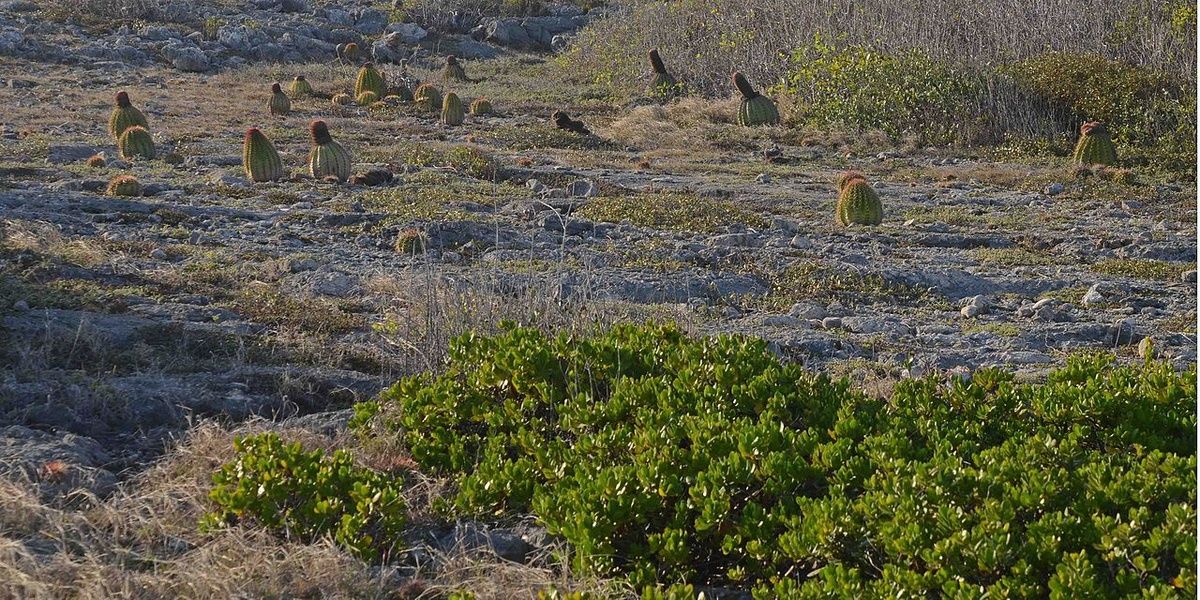 Puerto Rico has a rainforest and also a dry forest