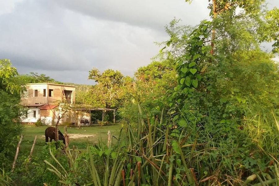 Trees of Airbnb in Arcos de Canasia Cuba