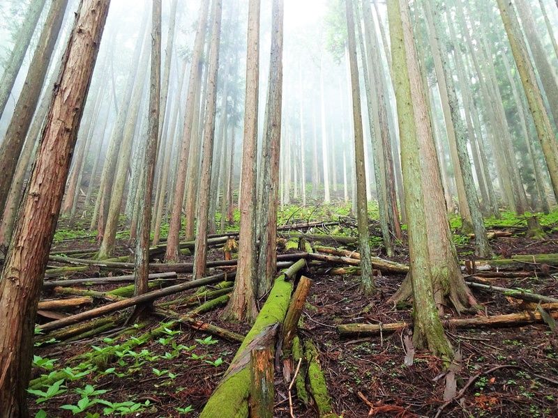 Marveling at The Glass Forest is one of the things to do in Hakone Japan