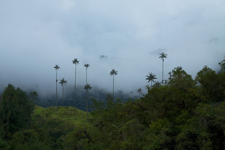 cloud forest  what to see in Colombia