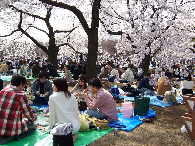 Picnic beneath Maruyama's cherry blossoms in Kyoto, Japan