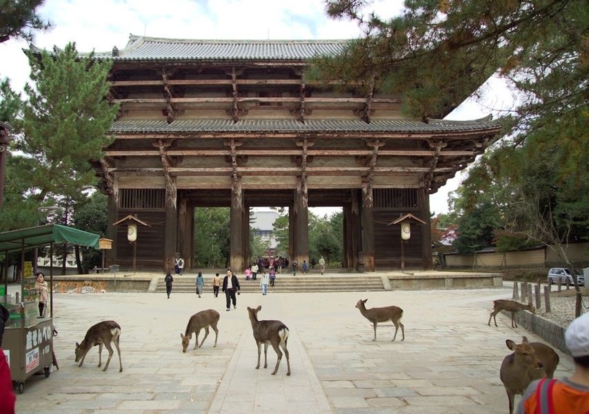 deers in Nara kyoto Japan