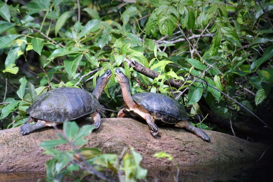 Watching turtles is one of the coolest things to do in Costa Rica