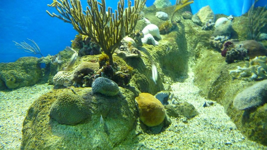 Playa Coral Playa Paraiso é uma das melhores praias de Cuba