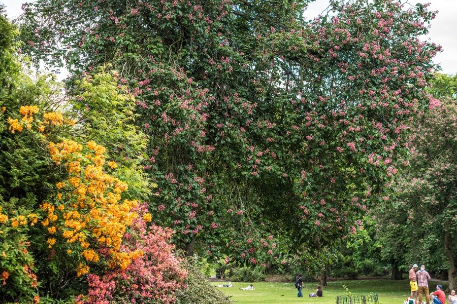 Relaxing at the Belfast Botanic Gardens is a great thing to do in Belfast Ireland