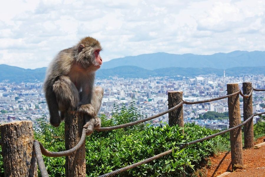 Monkeys in Iwatayama in Kyoto, Japan