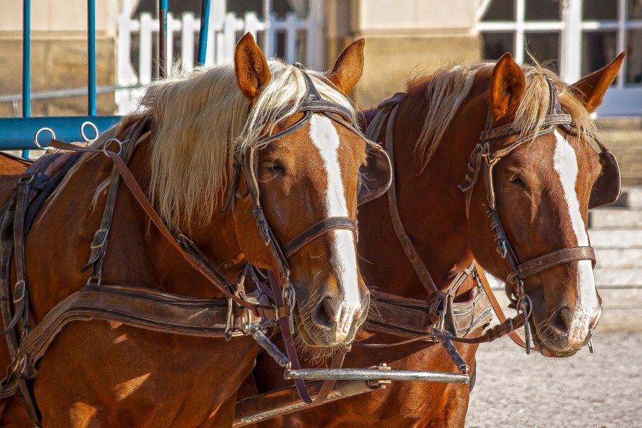 Seeing the city by horse-drawn carriage is a great thing to do in Limerick