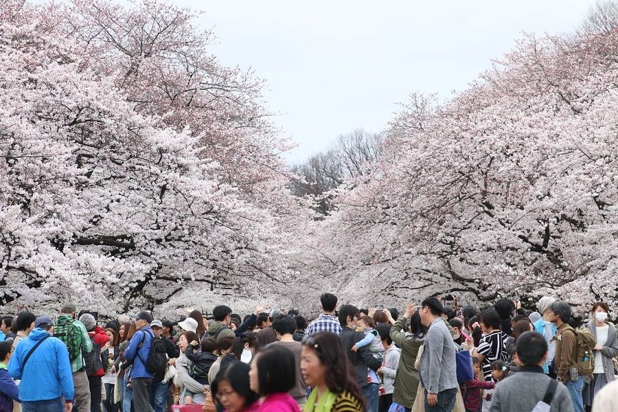 Ueno Park Must Do in Tokyo