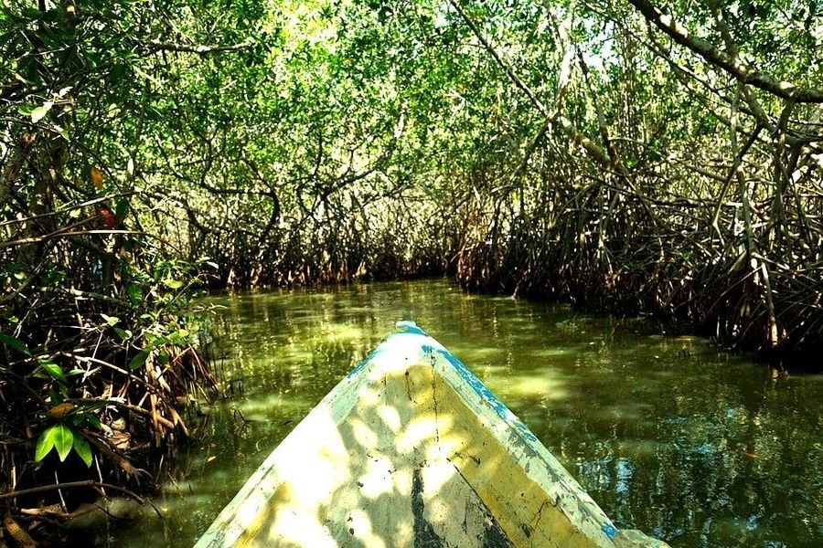 mangrove swamps rosario islands colombia