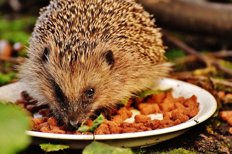 Harry Hedgehog Cafe in Tokyo Japan