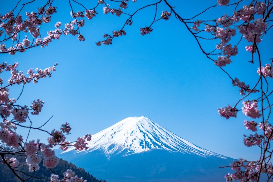 when to go to Japan cherry blossom festival Mt. Fuji