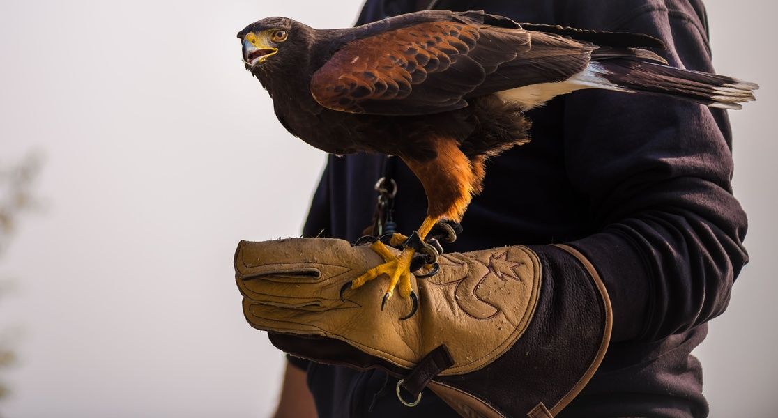 Befriending hawks at Ashford Castle is an amazing thing to do in Galway Ireland