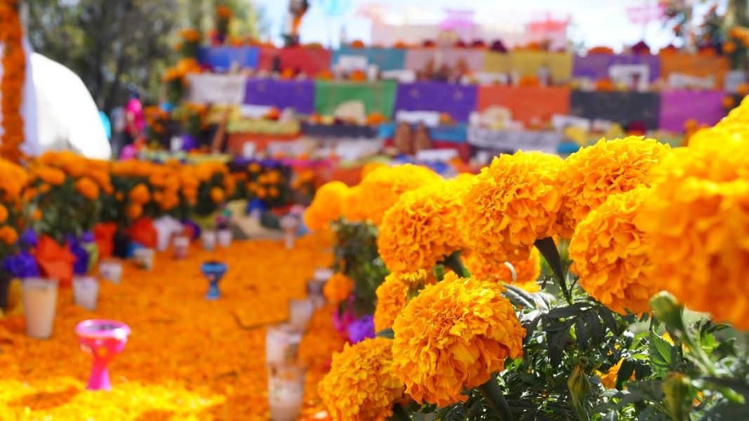 colorful buildings and yellow flowers at medellin flower festival colombia