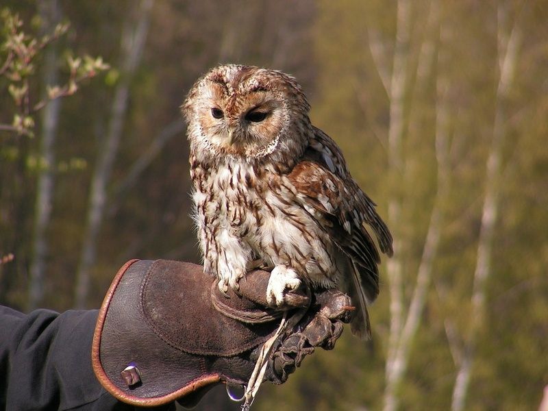 Training an owl is a great thing to do in Ireland with kids