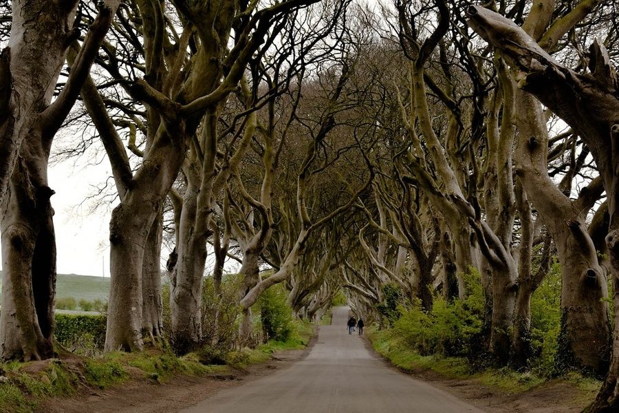 The Dark Hedges are an Ireland point of interest