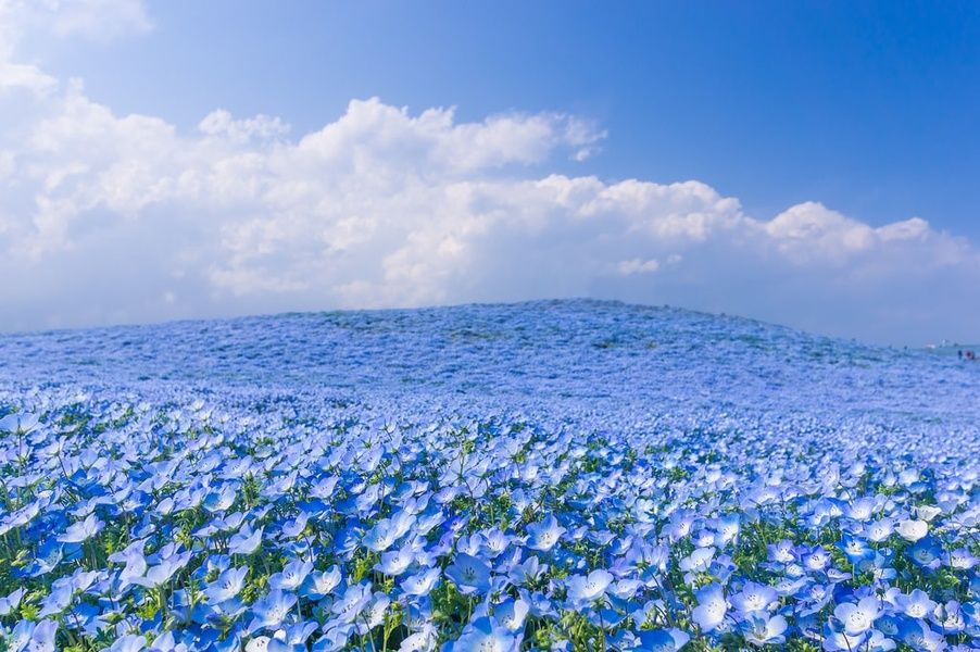 exploring the Uminonakamichi Seaside Park is one of the Things to do in Fukuoka Japan