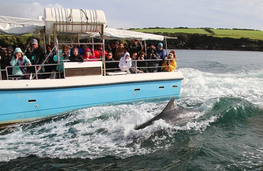 på udkig efter Fungie er en sjov ting at gøre i Irland med børn