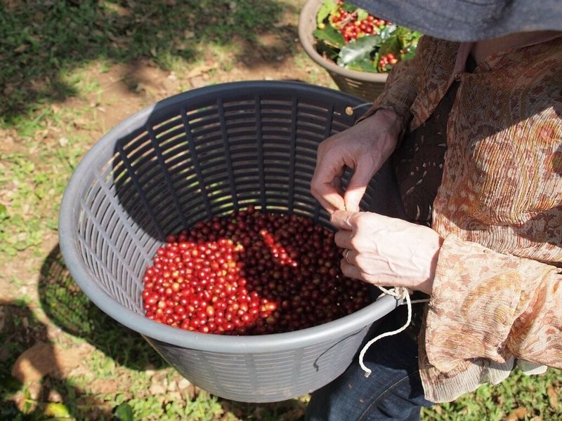 Trying local coffee is one of the best things to do in Costa Rica