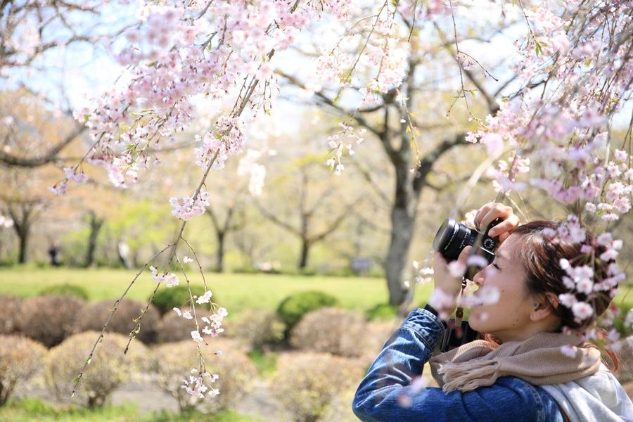 Girl taking photos of cherry blossoms in Japan