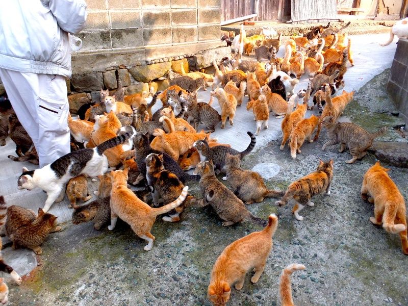 Tashirojima Cat Island in Japan