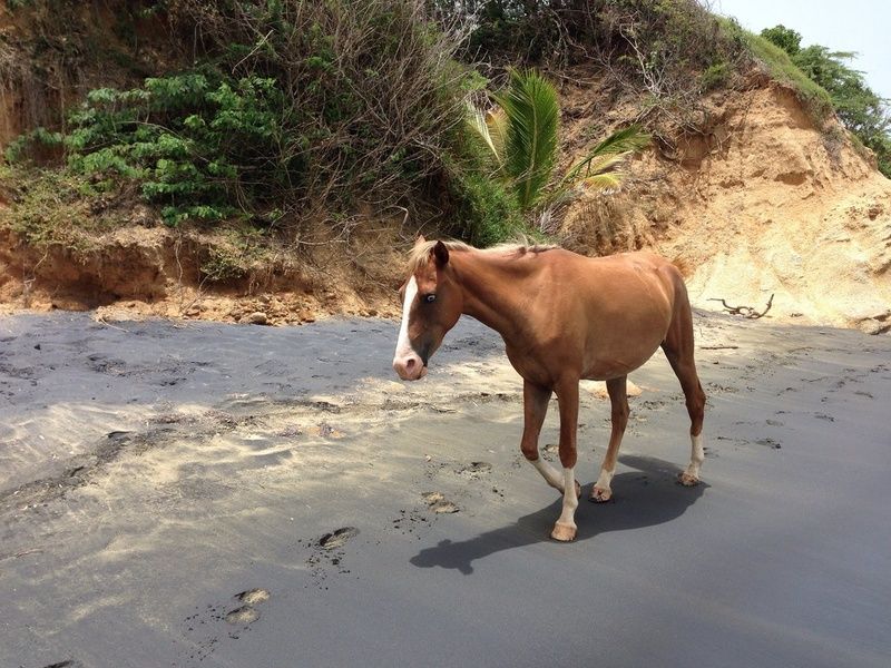 Vieques Horses Fun Things to Do in Puerto Rico