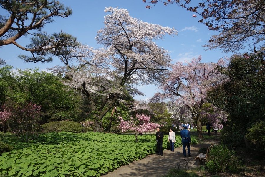 Beautiful Shinjuku Gyoen National Garden is a wonderful Tokyo point of interest