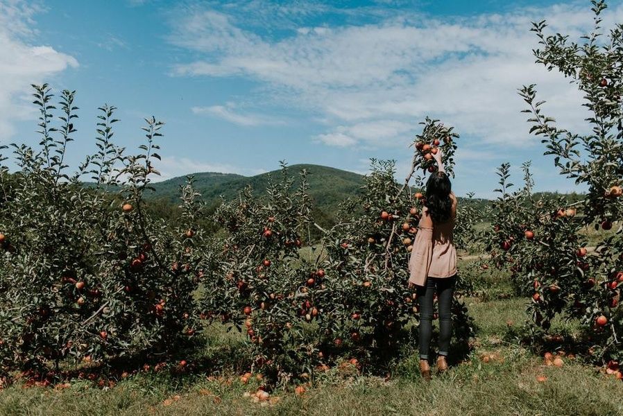 Apple Picking Things to Do in New Paltz