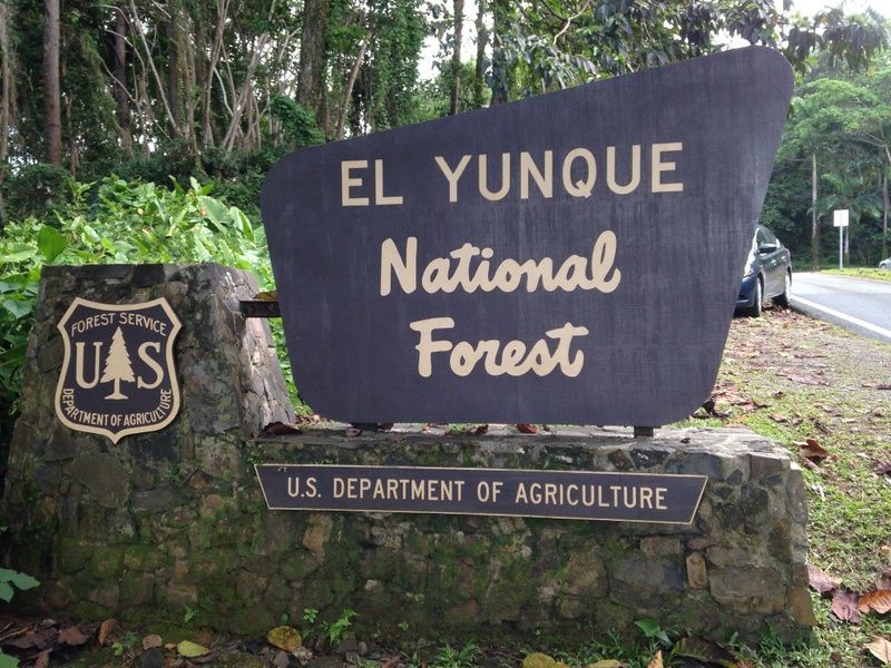 Puerto Rico's rainforest is safe after Hurricane Maria