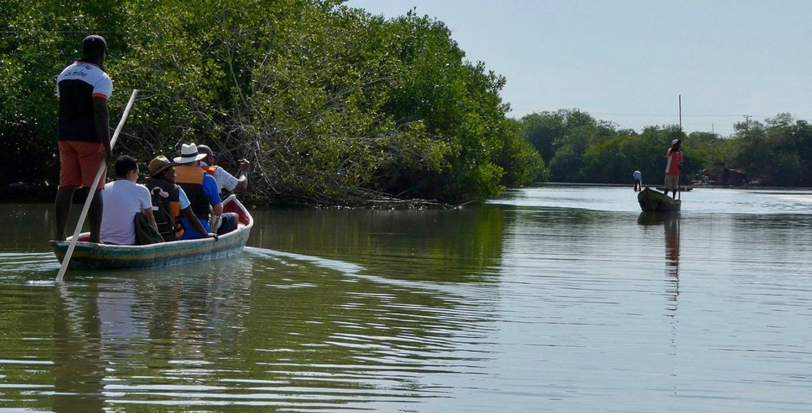 Mangrove Swamps La Boquilla Colombia