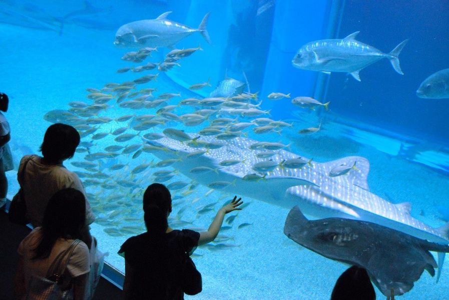 Osaka Aquarium in Japan