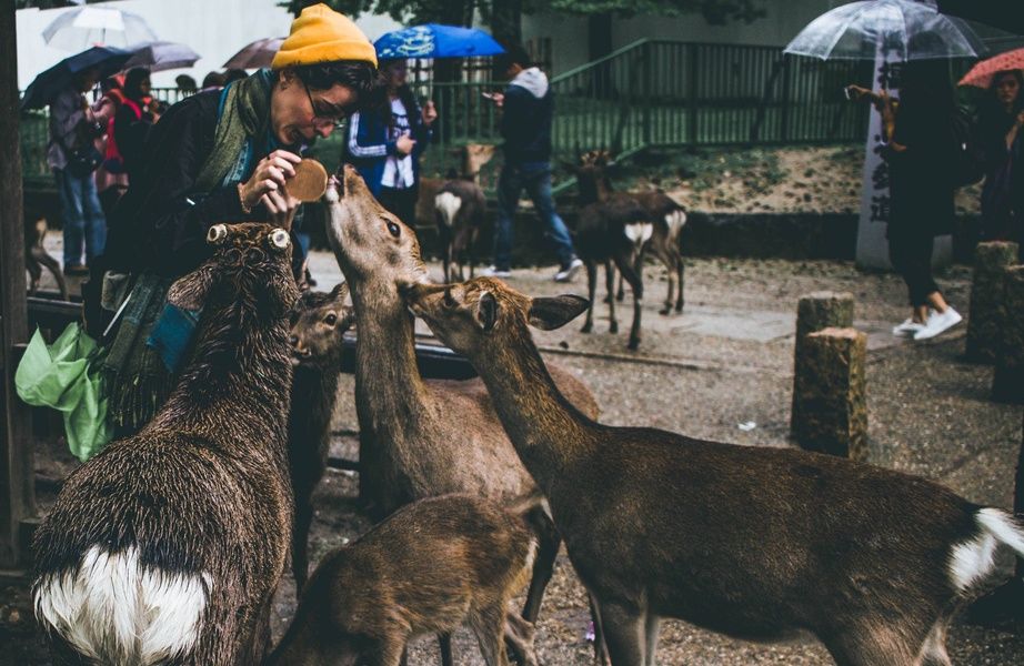 Nara is one of the best places to visit in Japan