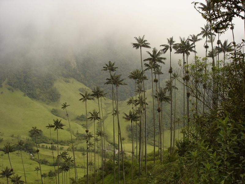 The Cocora Valley hiking Colombia