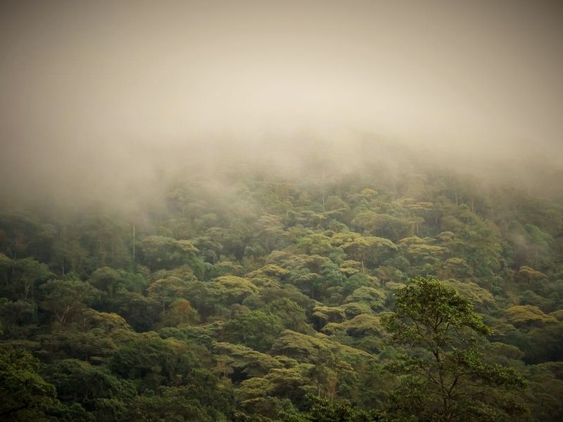 Cloud forest is one of the best Colombia tourist attractions