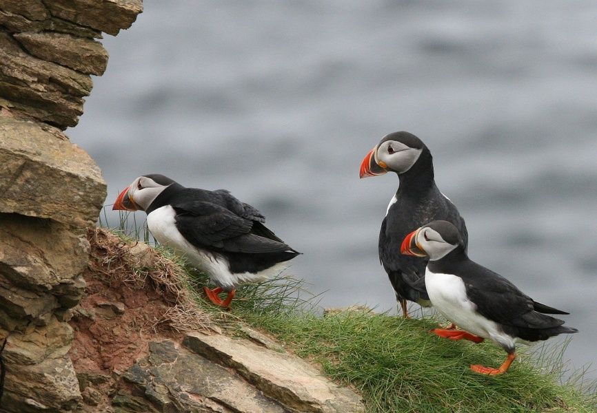 Looking for puffins on Rathlin Island is one of the coolest things to do in Ireland