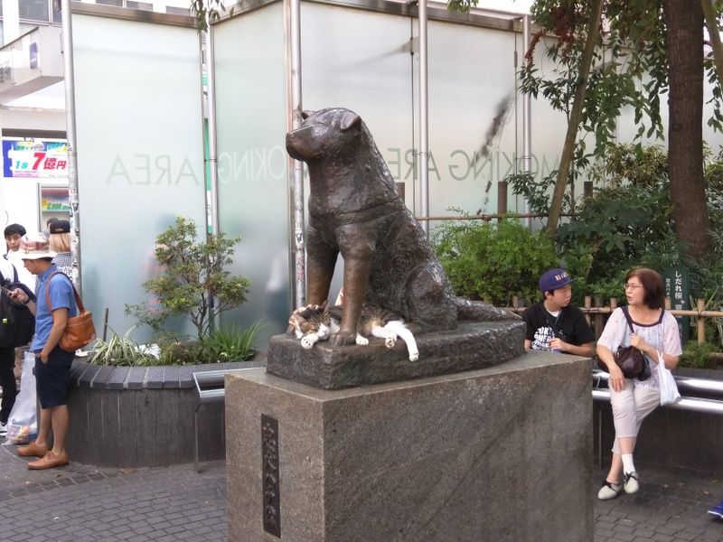 Seeing the Hachiko puppy is what to do in Shibuya Japan
