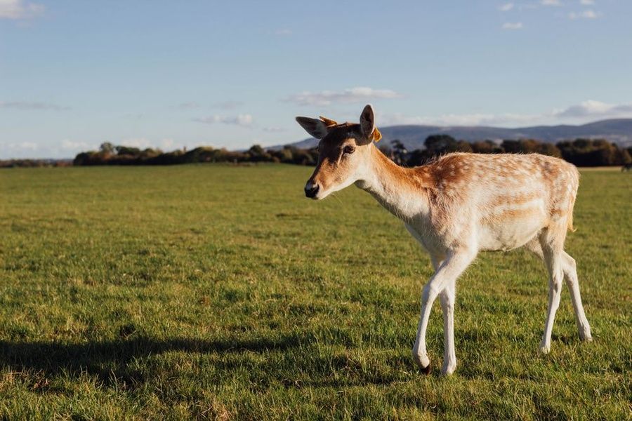 Exploring Phoenix Park is a fun thing to do in Dublin