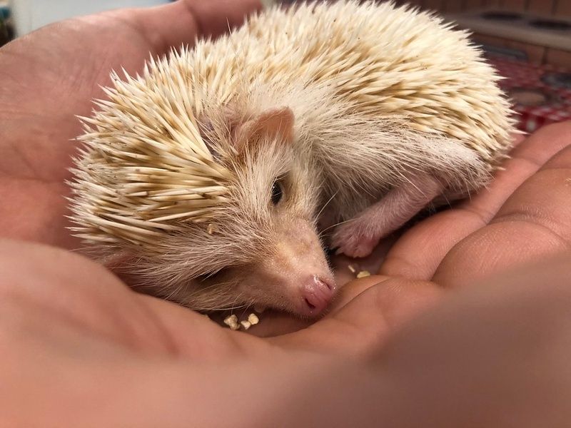 The hedgehog cafe in Akihabara is one of many cool tokyo attractions