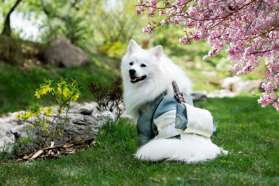 dog in kimono in Japan