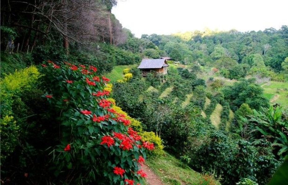 Crawling through the coffee farms is one of many Puerto Rico tours