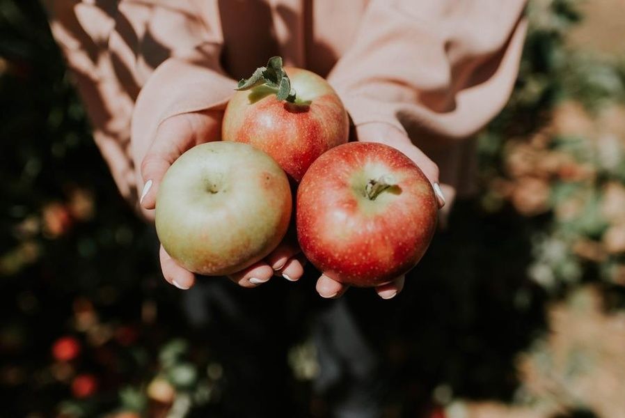 Apple picking Things to Do in Upstate New York