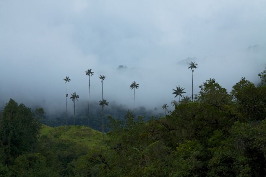 Cloud forest Colombia